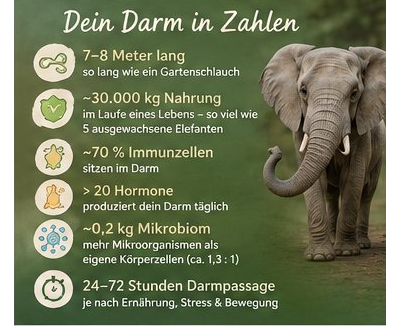Darmgesundheit in Zahlen: 7–8 Meter lang, 70 Prozent Immunzellen, über 20 Hormone täglich